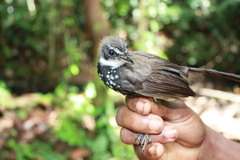 Sooty Thicket-Fantail photo 1