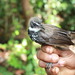 Sooty Thicket-Fantail - Photo (c) Katerina Tvardikova, some rights reserved (CC BY-NC-SA)