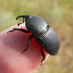 Scyphophorus