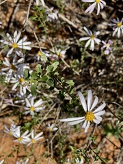 Olearia magniflora