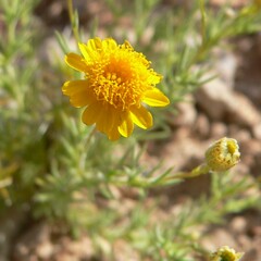 Thymophylla pentachaeta