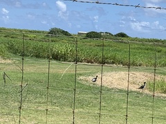 Himantopus mexicanus knudseni