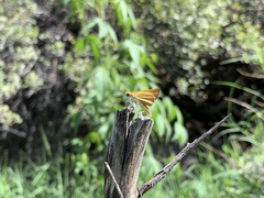 Copaeodes aurantiaca