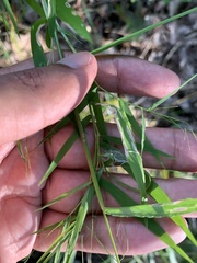 Dichanthelium yadkinense
