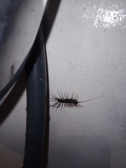 Allothereua maculata