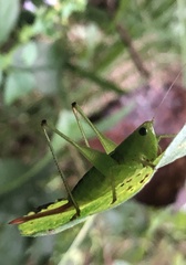 Conocephalini