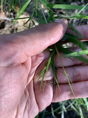 Dichanthelium yadkinense