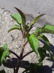 Bidens pilosa