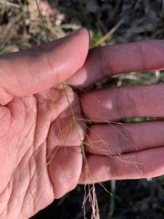 Dichanthelium yadkinense