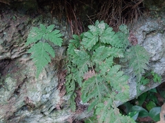 Tectaria devexa
