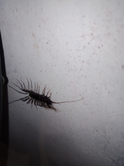 Allothereua maculata