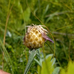 Psephellus sibiricus