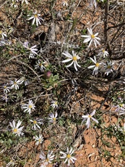 Olearia magniflora