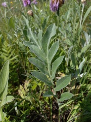 Psephellus sibiricus