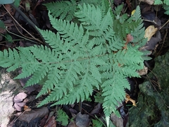 Tectaria devexa