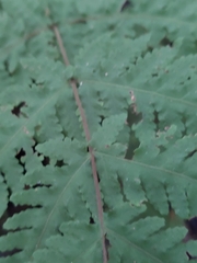Tectaria devexa