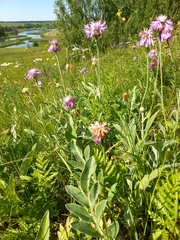 Psephellus sibiricus