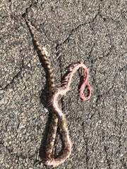 Pituophis catenifer affinis