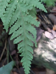 Tectaria devexa