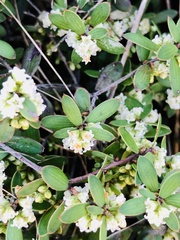 Leucopogon fasciculatus