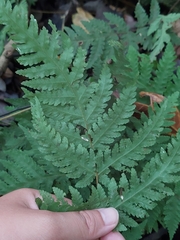 Tectaria devexa