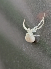 Misumessus