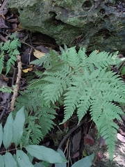 Tectaria devexa