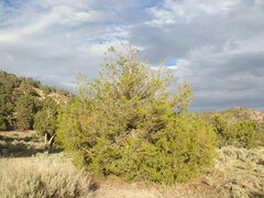 Juniperus scopulorum