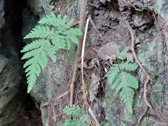 Tectaria devexa