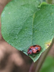 Stenotarsus bimaculipennis