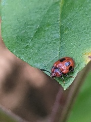 Stenotarsus bimaculipennis