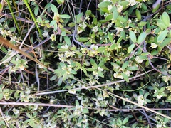 Leucopogon fasciculatus