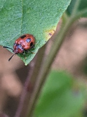 Stenotarsus bimaculipennis