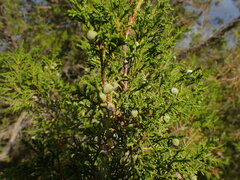 Juniperus scopulorum