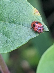 Stenotarsus bimaculipennis