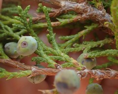 Juniperus scopulorum