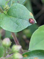 Stenotarsus bimaculipennis