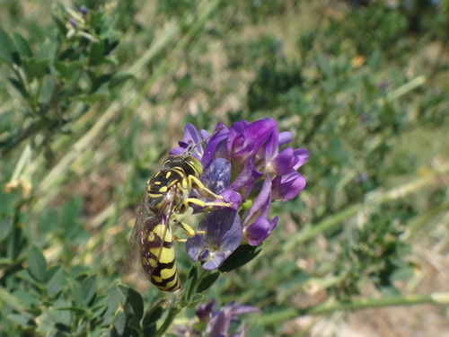Steniolia elegans