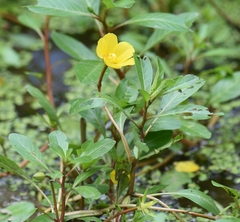 Ludwigia peploides