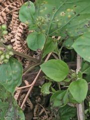 Stenotarsus bimaculipennis