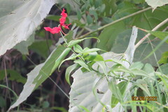 Gloriosa superba