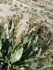 Senecio crassulus
