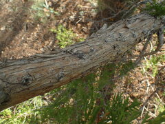 Juniperus scopulorum