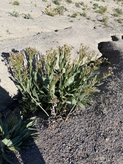 Senecio crassulus