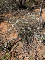 Olearia magniflora