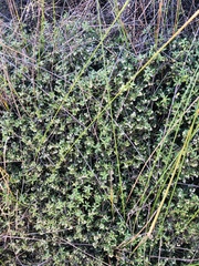 Leucopogon fasciculatus