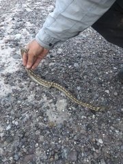 Thamnophis marcianus