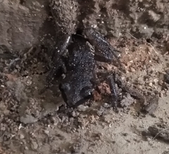 Eleutherodactylus pallidus