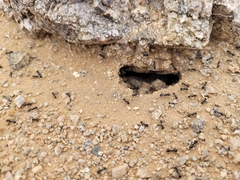 Veromessor pergandei