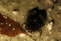 Hypopachus variolosus